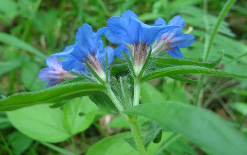 Buglossoides purpurocaerulea (L.) I.M. Johnst. (Boraginaceae)